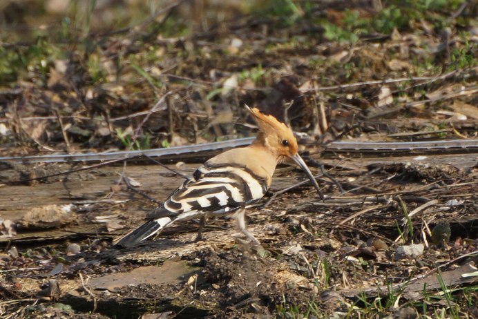 Удод в Сибири