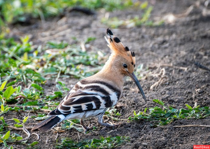 Удод птенец