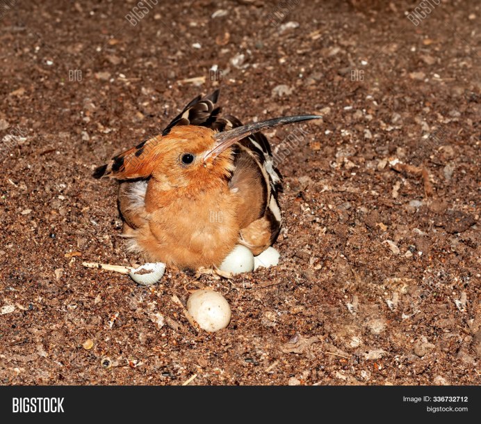 Удод в Бурятии