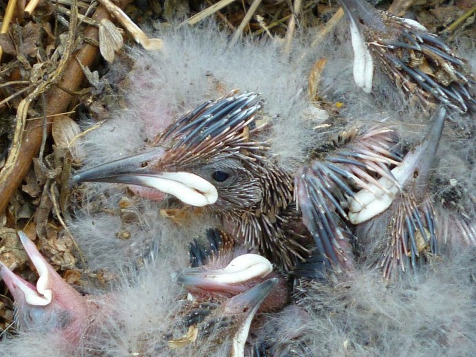 Гнездо удода