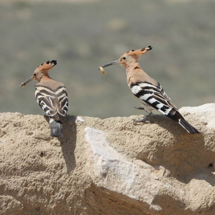 Птенец птицы Удод