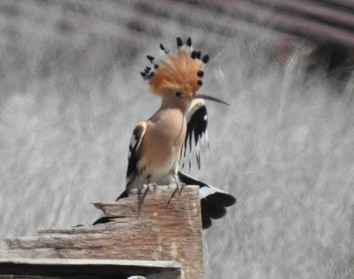 Удод Приморский край