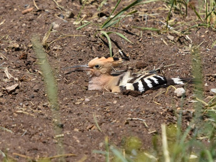Удод болотный