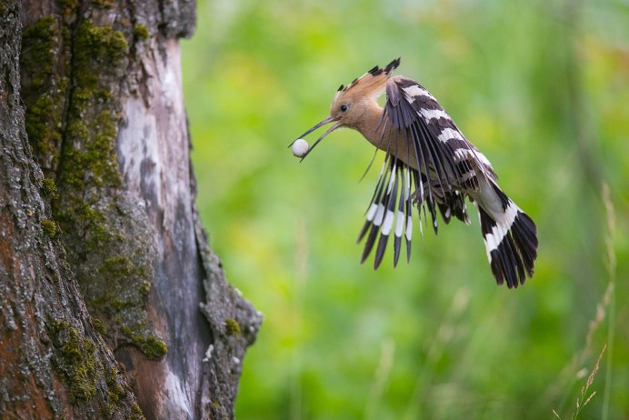 Удод птенец