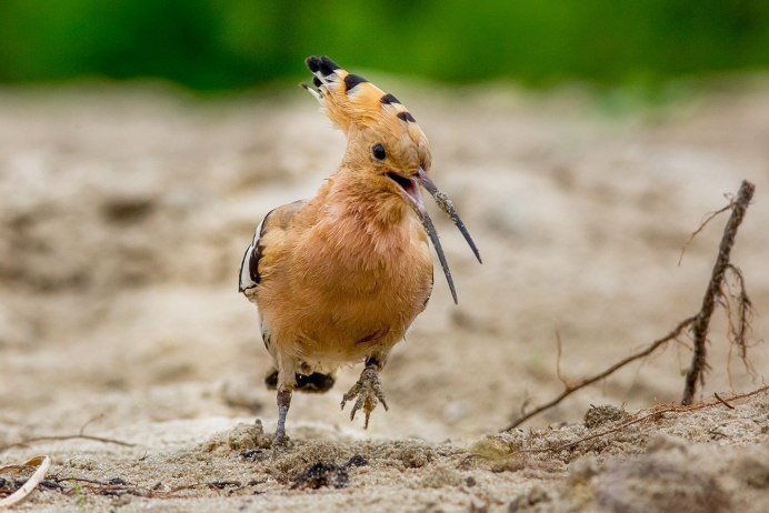 Удод птица яйца