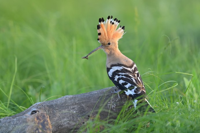 Удод птенец