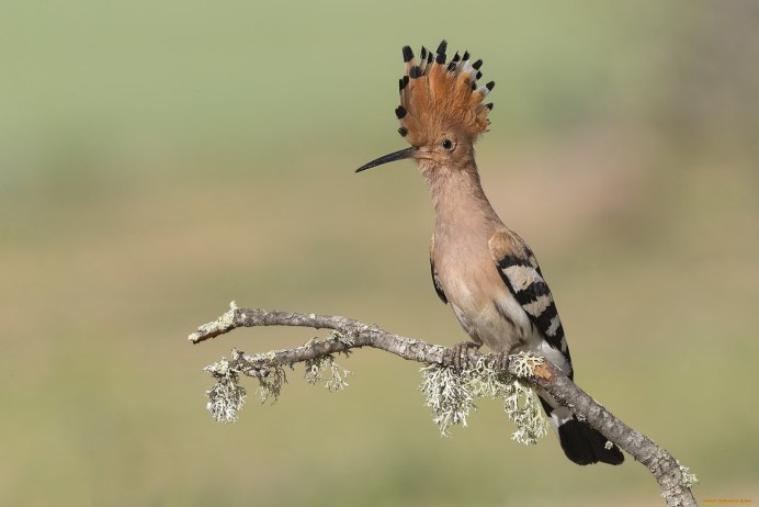 Птенец птицы Удод