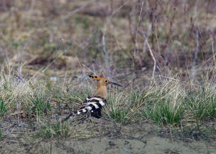 ЗУБР Первозданная Россия