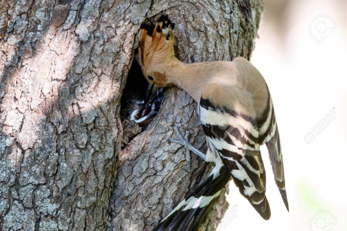 Гнездо удода