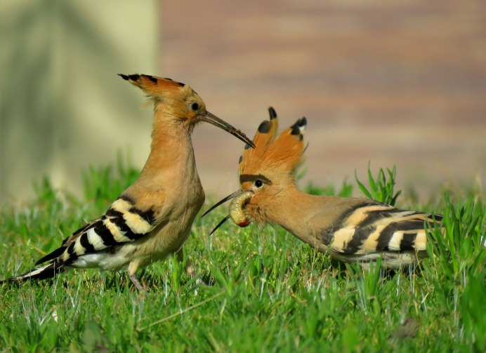 Байкальский заповедник Удод