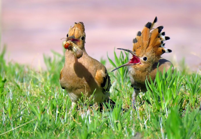 Удод гнездование
