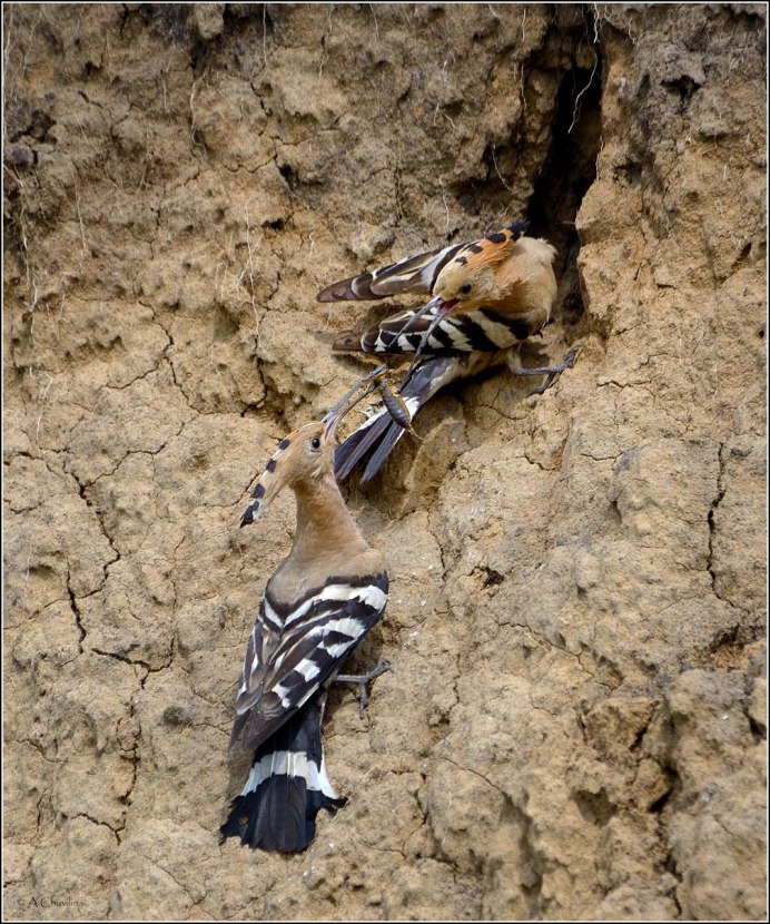 Удод камень гнездо