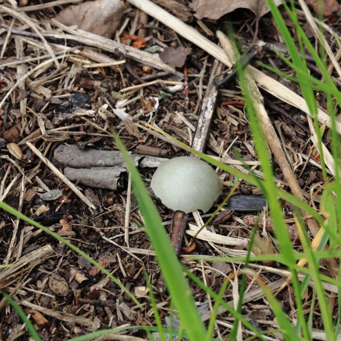 Удод в Воронежской области