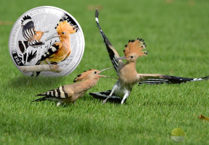 Овсянка птица гнездо