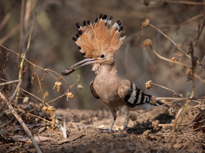 Мышь Natec Hoopoe