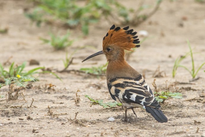 Маленькие яйца птиц