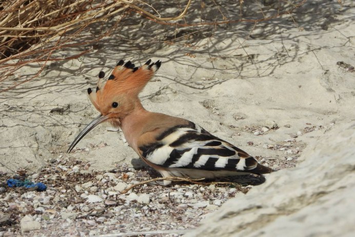 Hoopoe Red beak