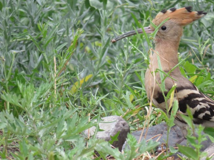 Картинки посмотреть - выпь и Удод