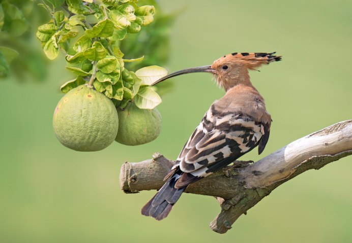 Гнездо зяблика