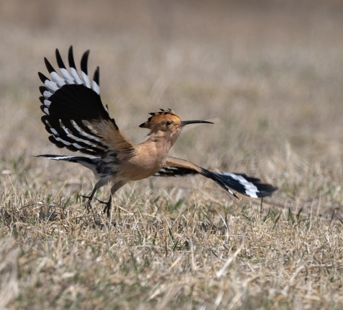 Сорока обыкновенная птенец