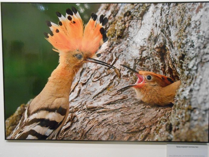 Дундук птица