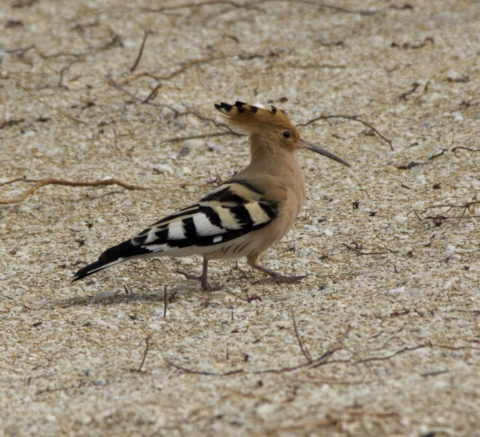 Удод Крымский