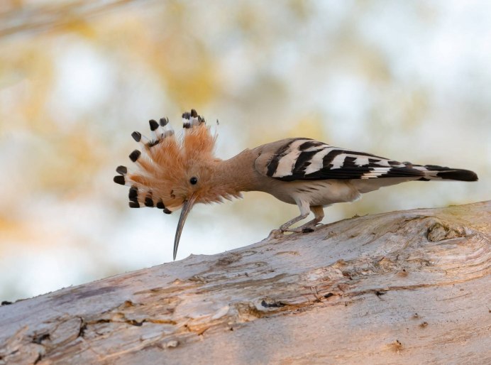 Искусственное гнездо для удода
