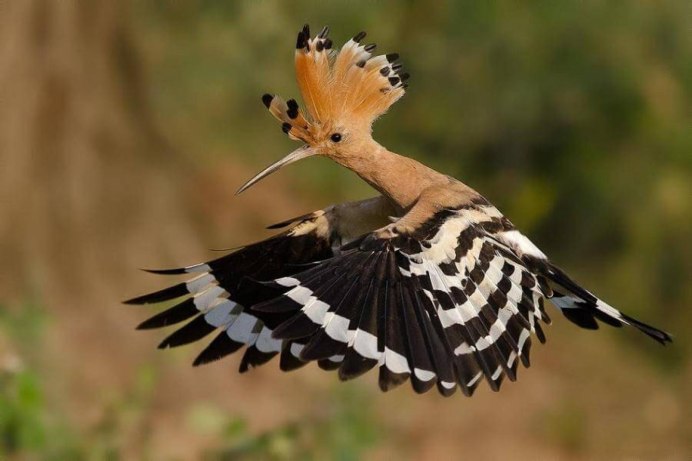 Удод самец и самка фото