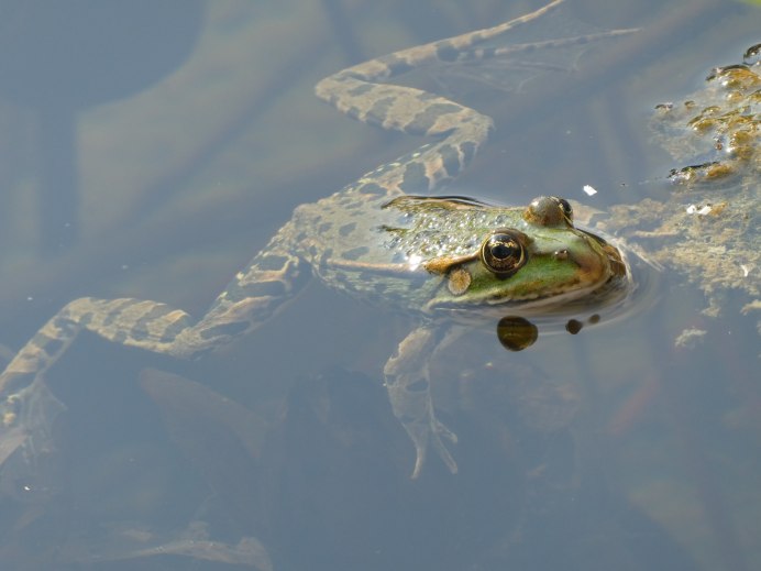 Кинг Блю краб