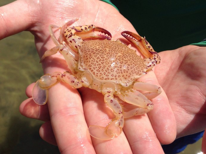Ranina Ranina Crab