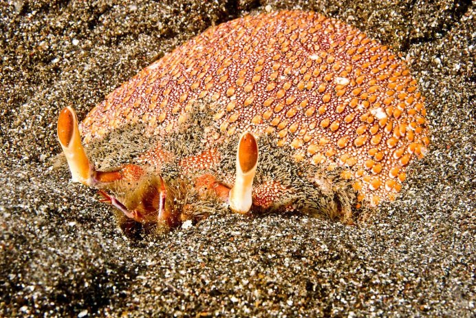 Лягушачий краб блюдо