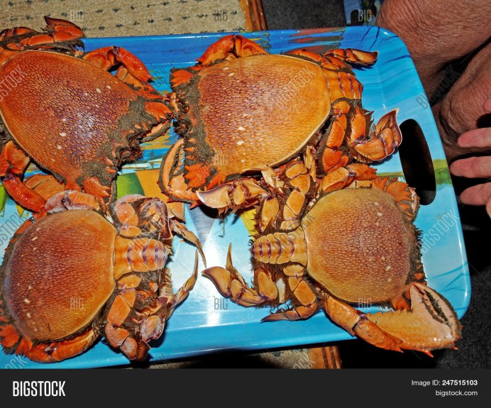 Красный Лягушачий краб