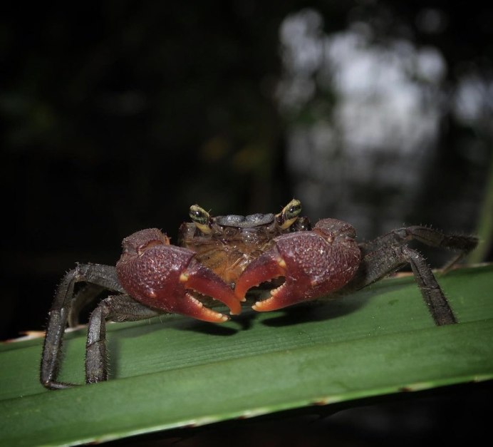 Игрушка лягушка мыльные пузыри