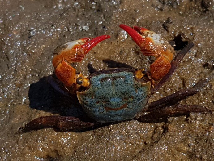 Тасманийский морской краб