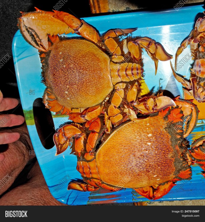 Самые красивые Крабы