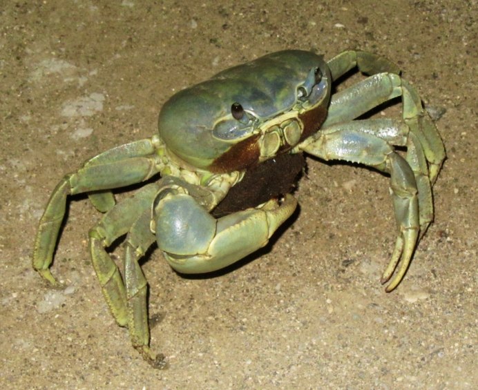 Краб цветной