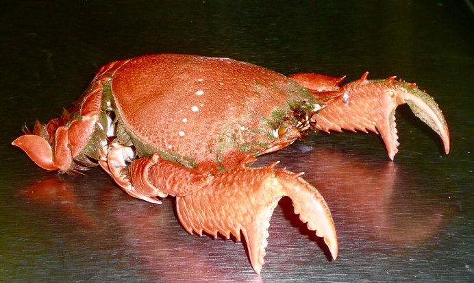 Малавийский краб