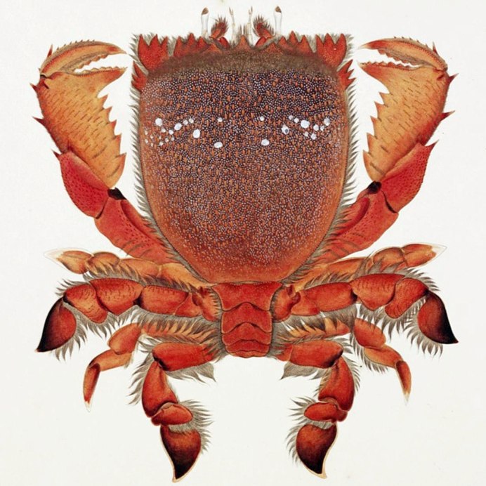 Pachygrapsus marmoratus