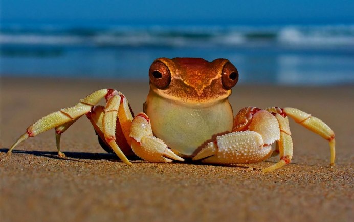 Красный Лягушачий краб