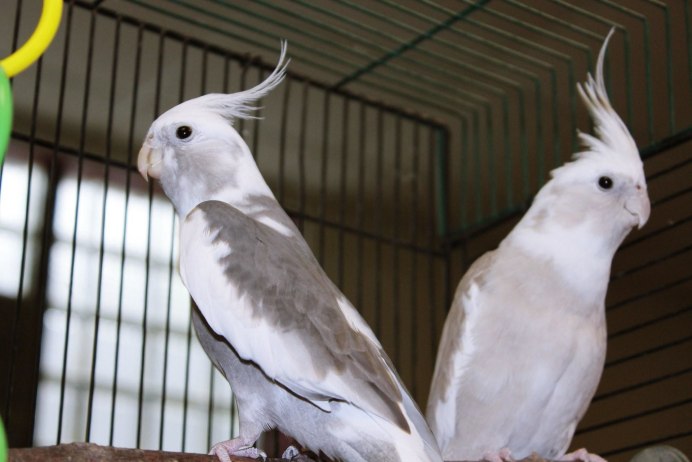 Cockatiel ITDCP