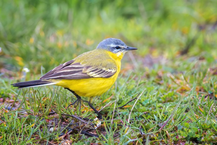 Motacilla Clara