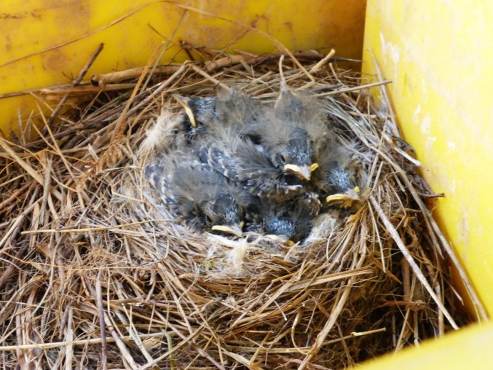 Subspecies of Yellow Wagtail