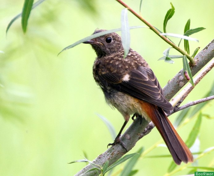 Сибирская горихвостка (Phoenicurus auroreus). Весна