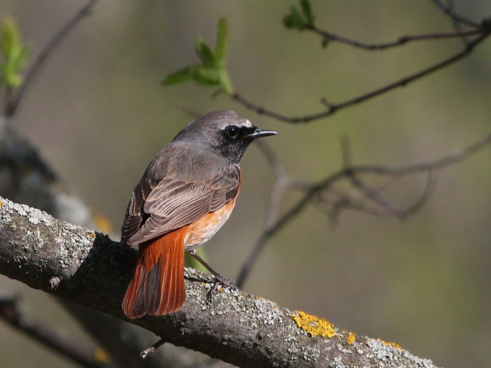 Обыкновенная горихвостка (Phoenicurus Phoenicurus)
