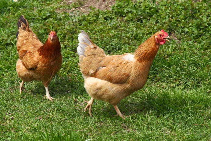 Курица Gallus Gallus