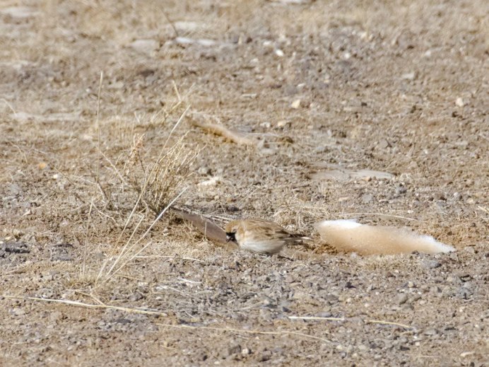 Bucanetes mongolicus
