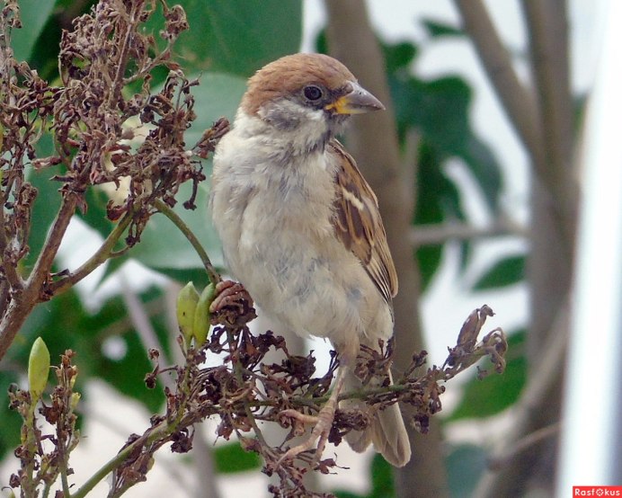 Bucanetes mongolicus