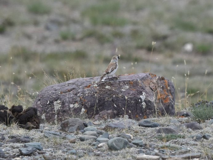 Mongolian Finch