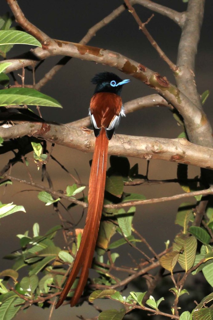 Sapphire Bird
