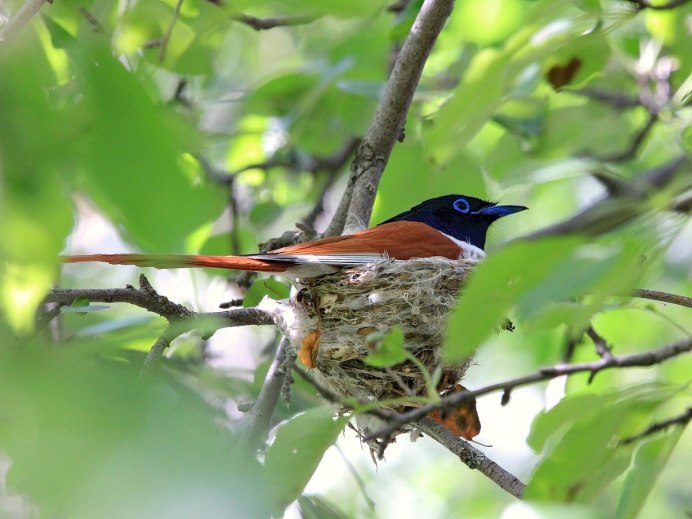 Vermilion Flycatcher